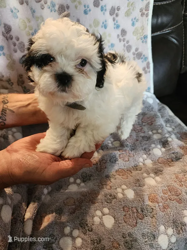 Patch – Shih Tzu, Poodle - Miniature  puppy for sale in Tyler, TX