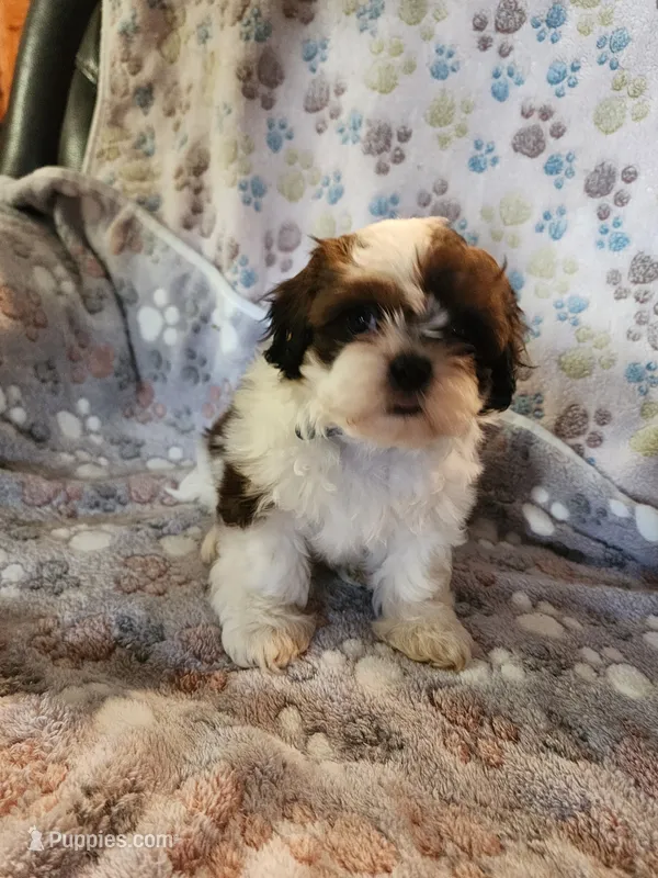 Thbptttt – Shih Tzu, Poodle - Miniature  puppy for sale in Tyler, TX
