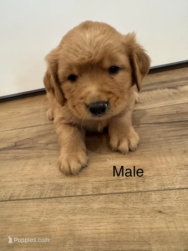 Chocolate – Golden Retriever puppy for sale in Fullerton, NE