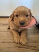 Chocolate, a male Golden Retriever for sale in Fullerton, NE – Photo 1 of 4