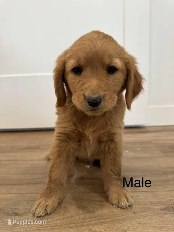 Chocolate – Golden Retriever puppy for sale in Fullerton, NE