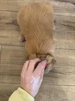 Chocolate, a male Golden Retriever for sale in Fullerton, NE – Photo 4 of 4