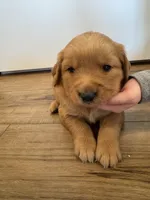 Chocolate, a male Golden Retriever for sale in Fullerton, NE – Photo 2 of 4