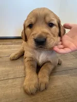 Pupcorn, a female Golden Retriever for sale in Fullerton, NE – Photo 2 of 4