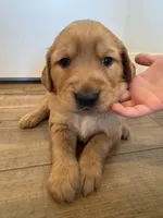 Pupcorn, a female Golden Retriever for sale in Fullerton, NE – Photo 1 of 4