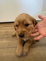 Pupcorn, a female Golden Retriever for sale in Fullerton, NE – Photo 3 of 4