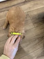 Pupcorn, a female Golden Retriever for sale in Fullerton, NE – Photo 4 of 4