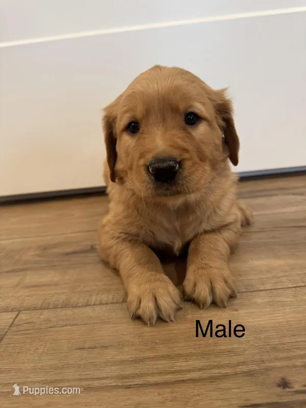 Chunk-a-Lugs – Golden Retriever puppy for sale in Fullerton, NE