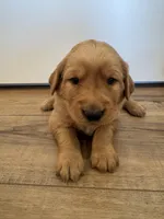 Chunk-a-Lugs, a male Golden Retriever for sale in Fullerton, NE – Photo 1 of 4
