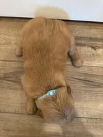 Chunk-a-Lugs, a male Golden Retriever for sale in Fullerton, NE – Photo 4 of 4