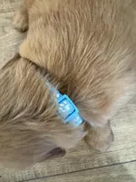 Chunk-a-Lugs, a male Golden Retriever for sale in Fullerton, NE – Photo 3 of 4