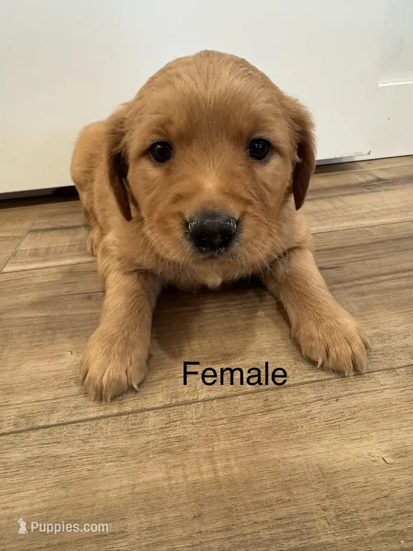 Pupcake – Golden Retriever puppy for sale in Fullerton, NE