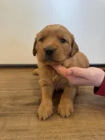 Pupcake, a female Golden Retriever for sale in Fullerton, NE – Photo 3 of 4