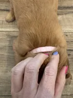 Pupcake, a female Golden Retriever for sale in Fullerton, NE – Photo 1 of 4