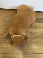 Pupcake, a female Golden Retriever for sale in Fullerton, NE – Photo 4 of 4