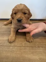 Pupcake, a female Golden Retriever for sale in Fullerton, NE – Photo 2 of 4