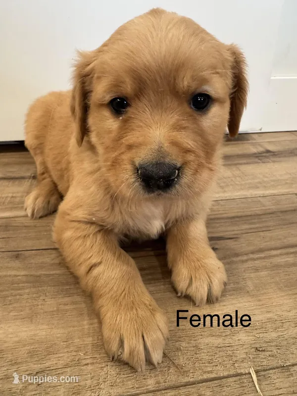 Marshmallow  – Golden Retriever puppy for sale in Fullerton, NE