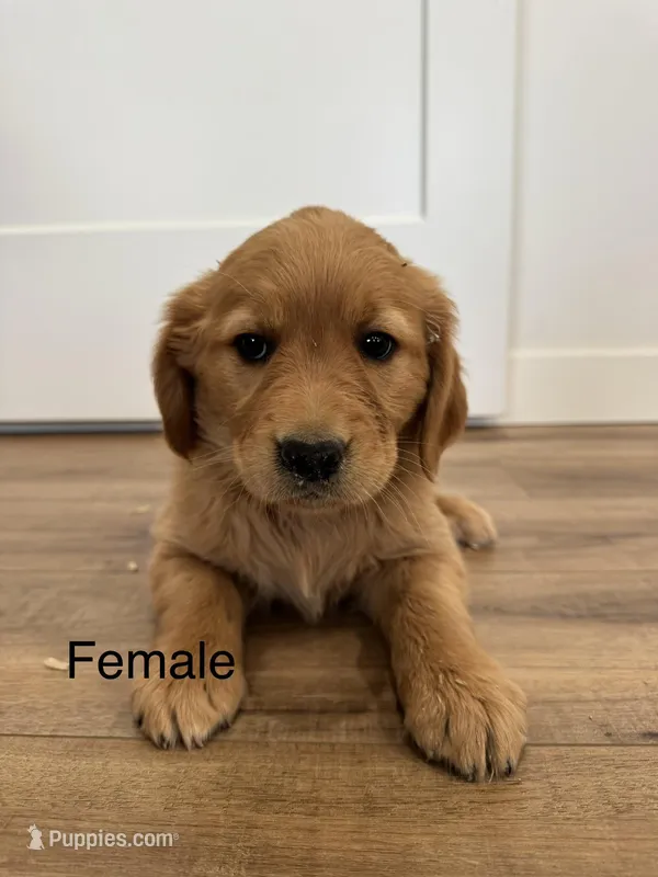 Marshmallow  – Golden Retriever puppy for sale in Fullerton, NE