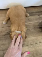 Marshmallow , a female Golden Retriever for sale in Fullerton, NE – Photo 3 of 4