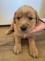 Marshmallow , a female Golden Retriever for sale in Fullerton, NE – Photo 1 of 4