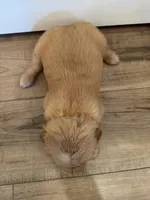 Marshmallow , a female Golden Retriever for sale in Fullerton, NE – Photo 4 of 4