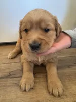 Marshmallow , a female Golden Retriever for sale in Fullerton, NE – Photo 2 of 4
