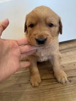 Harry Potter, a male Golden Retriever for sale in Fullerton, NE – Photo 2 of 4