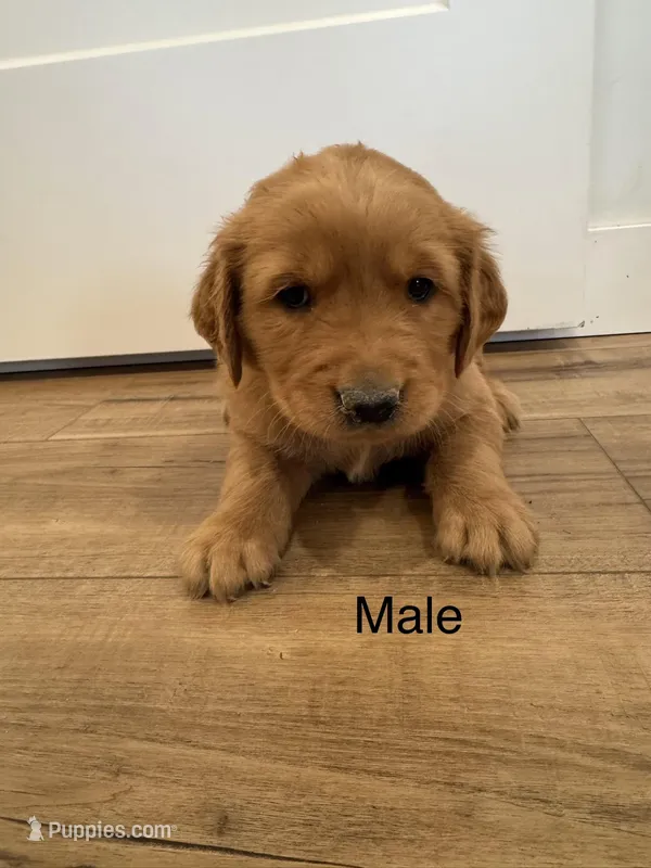 Harry Potter – Golden Retriever puppy for sale in Fullerton, NE