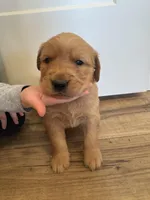 Harry Potter, a male Golden Retriever for sale in Fullerton, NE – Photo 3 of 4