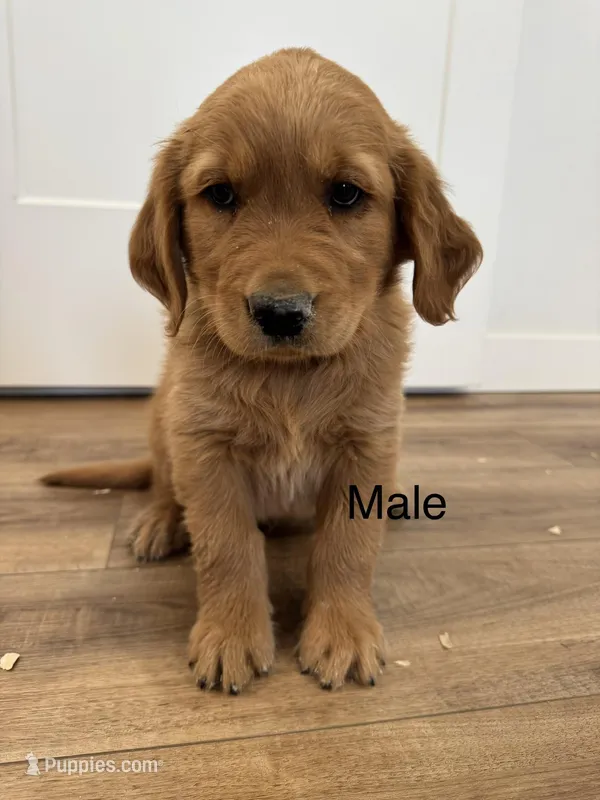 Harry Potter – Golden Retriever puppy for sale in Fullerton, NE