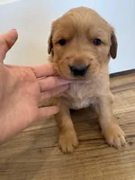 Harry Potter, a male Golden Retriever for sale in Fullerton, NE – Photo 1 of 4