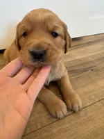 Ron Weasley, a male Golden Retriever for sale in Fullerton, NE – Photo 1 of 5