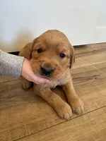 Ron Weasley, a male Golden Retriever for sale in Fullerton, NE – Photo 3 of 5