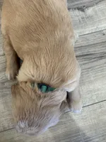 Ron Weasley, a male Golden Retriever for sale in Fullerton, NE – Photo 4 of 5