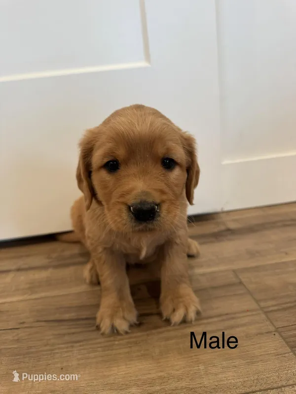 Ron Weasley – Golden Retriever puppy for sale in Fullerton, NE