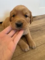 Ron Weasley, a male Golden Retriever for sale in Fullerton, NE – Photo 2 of 5