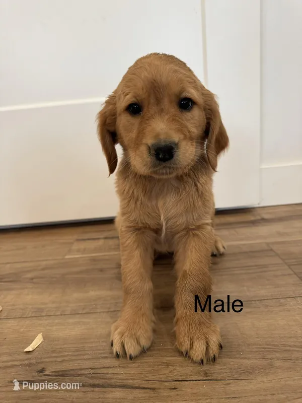 Ron Weasley – Golden Retriever puppy for sale in Fullerton, NE