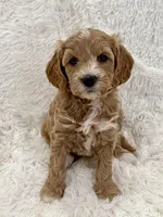 Cami, a female Goldendoodle and Miniature Goldendoodle for sale in Cleburne, TX – Photo 5 of 5
