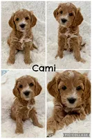 Cami, a female Goldendoodle and Miniature Goldendoodle for sale in Cleburne, TX – Photo 3 of 5