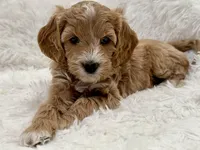 Cami, a female Goldendoodle and Miniature Goldendoodle for sale in Cleburne, TX – Photo 2 of 5