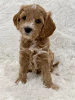 Cami, a female Goldendoodle and Miniature Goldendoodle for sale in Cleburne, TX – Photo 4 of 5