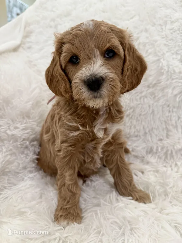 Cami, a female Goldendoodle and Miniature Goldendoodle for sale in Cleburne, TX – Photo 1 of 5