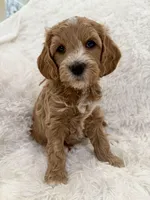 Cami, a female Goldendoodle and Miniature Goldendoodle for sale in Cleburne, TX – Photo 1 of 5