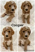 Cooper, a male Goldendoodle and Miniature Goldendoodle for sale in Cleburne, TX – Photo 3 of 5