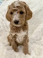 Cooper, a male Goldendoodle and Miniature Goldendoodle for sale in Cleburne, TX – Photo 5 of 5