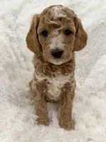 Cooper, a male Goldendoodle and Miniature Goldendoodle for sale in Cleburne, TX – Photo 4 of 5