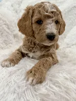 Cooper, a male Goldendoodle and Miniature Goldendoodle for sale in Cleburne, TX – Photo 2 of 5