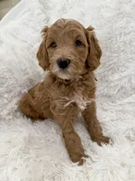 Arianna, a female Goldendoodle and Miniature Goldendoodle for sale in Cleburne, TX – Photo 4 of 5