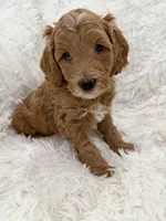 Arianna, a female Goldendoodle and Miniature Goldendoodle for sale in Cleburne, TX – Photo 3 of 5