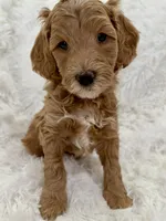 Arianna, a female Goldendoodle and Miniature Goldendoodle for sale in Cleburne, TX – Photo 1 of 5